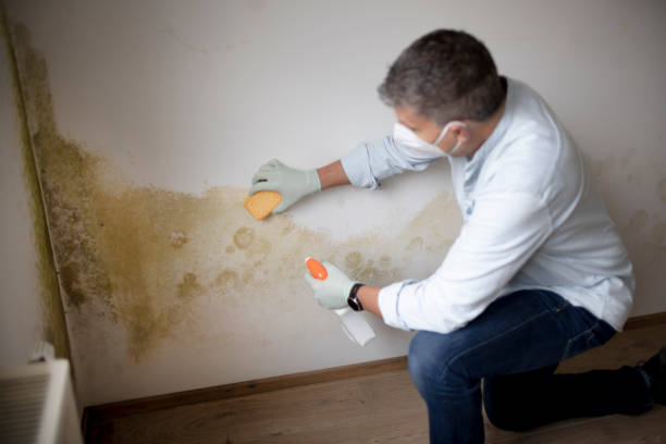 Best Asbestos and Lead Testing During Mold Inspection  in North Tonawanda, NY